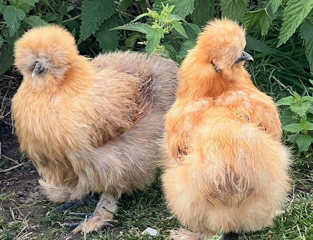 Sloe Gin make from foraging