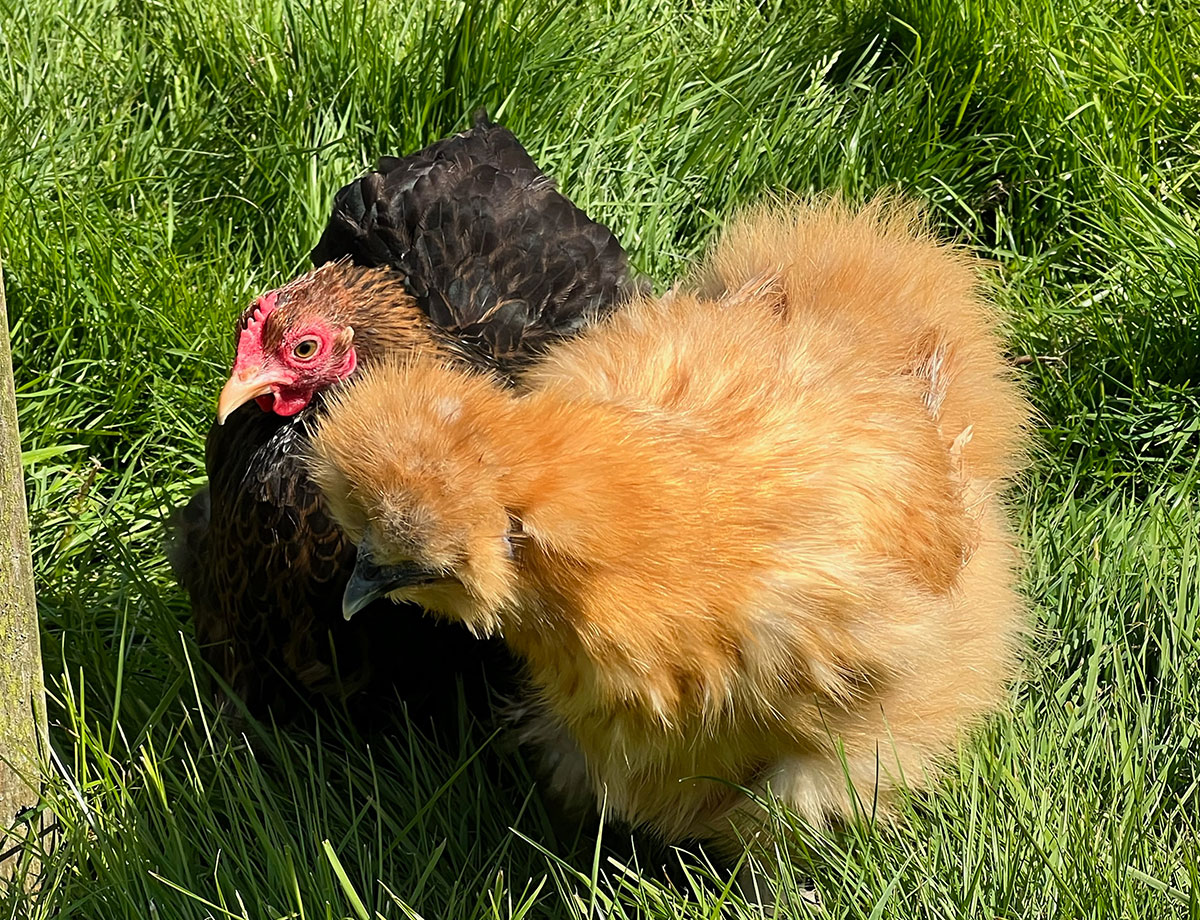 Foraging for Rosehips