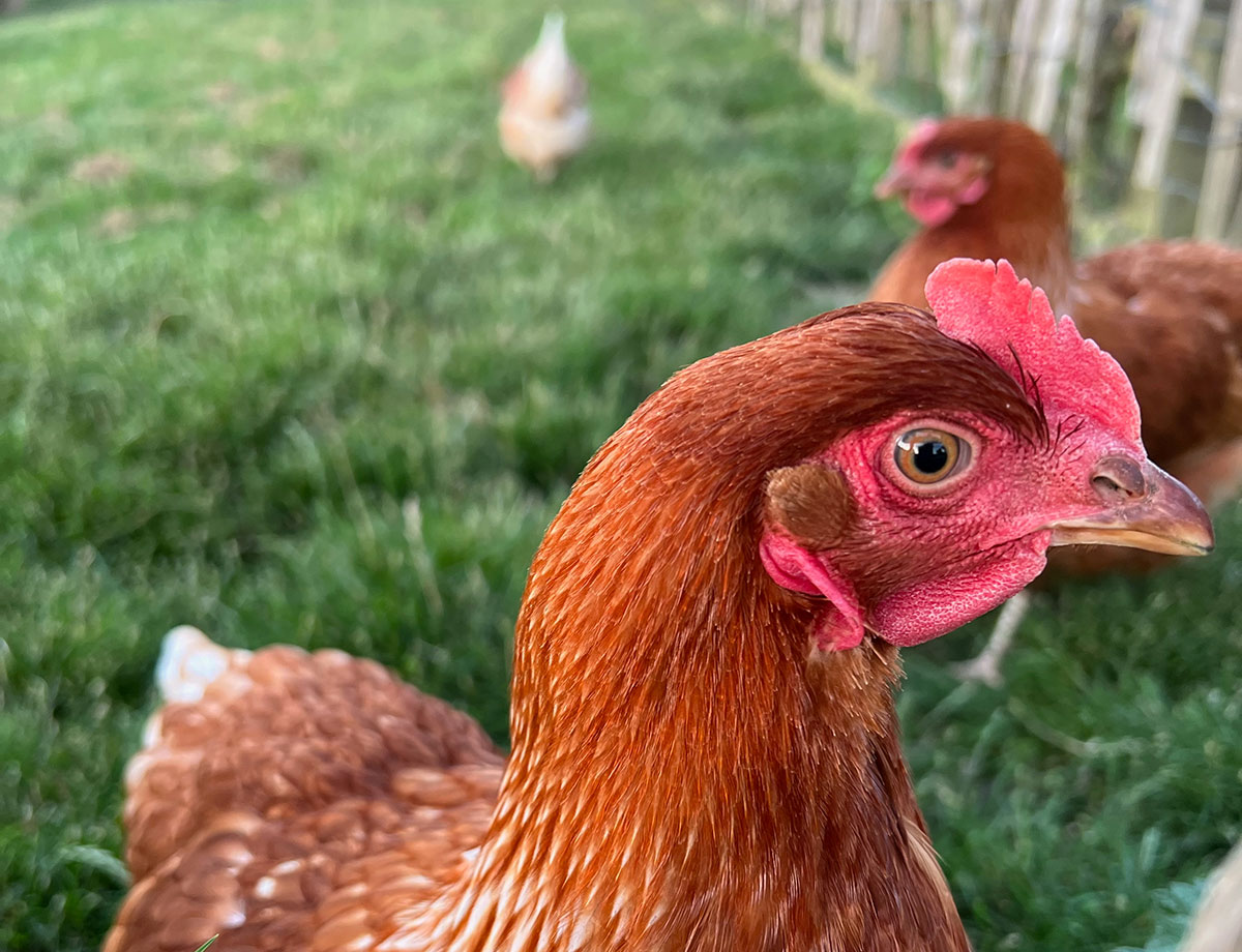 Winter Foraging near Ashbourne, Ilam, Derbyshire