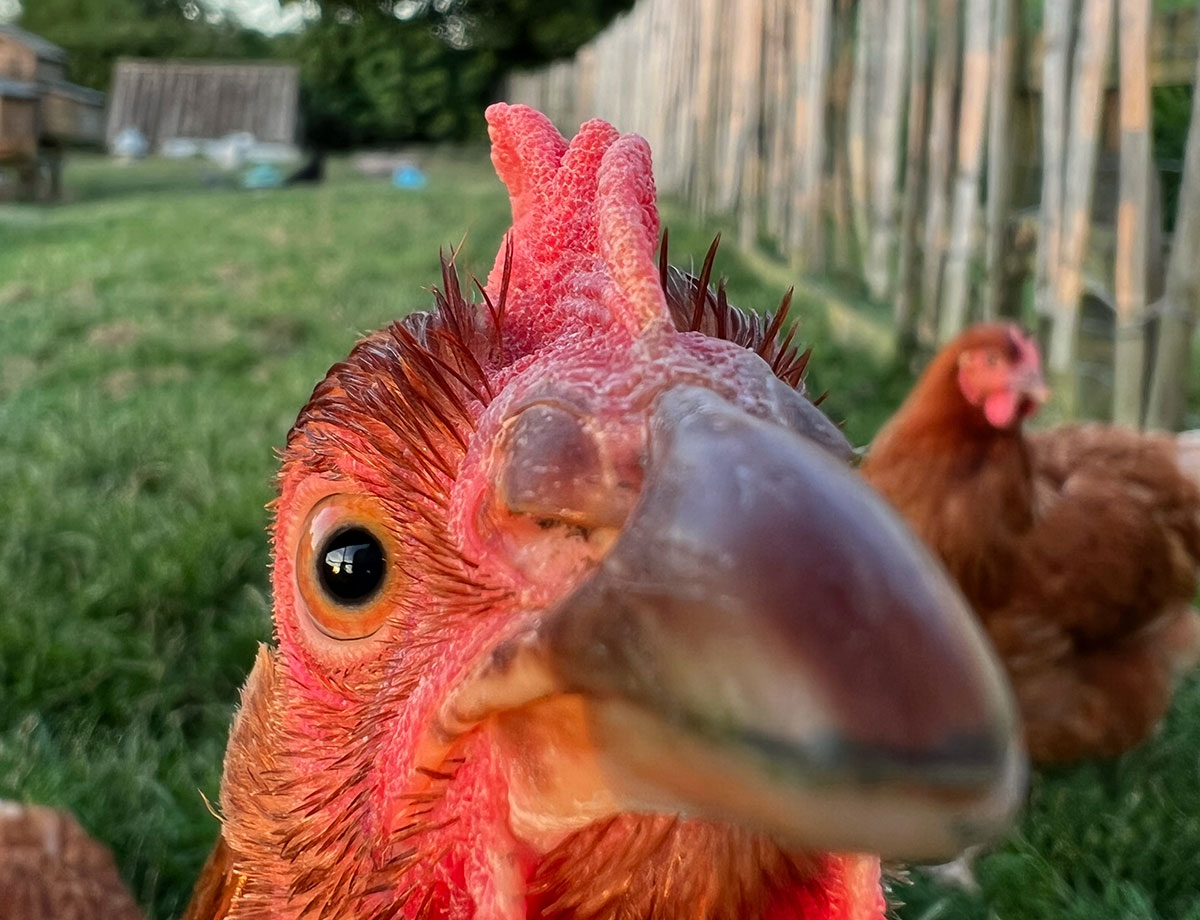 foraging around ashbourne derbyshire